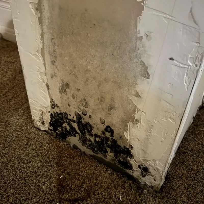 Professional Mold Removal in Laguna Niguel, CA